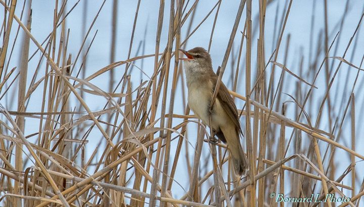 Rousserolle turdoïde